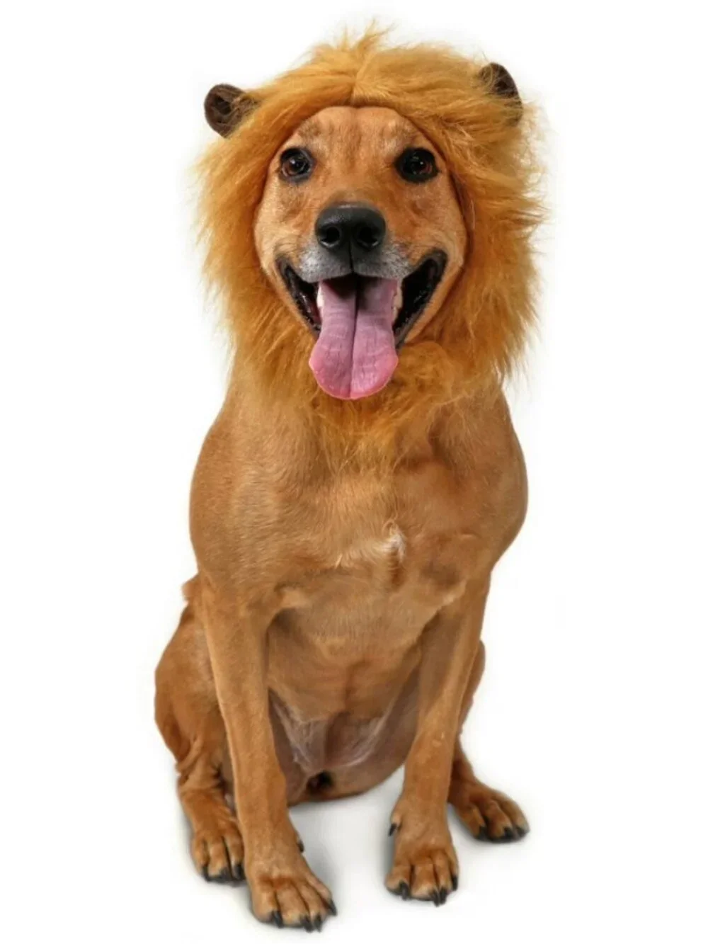 Petco new lion